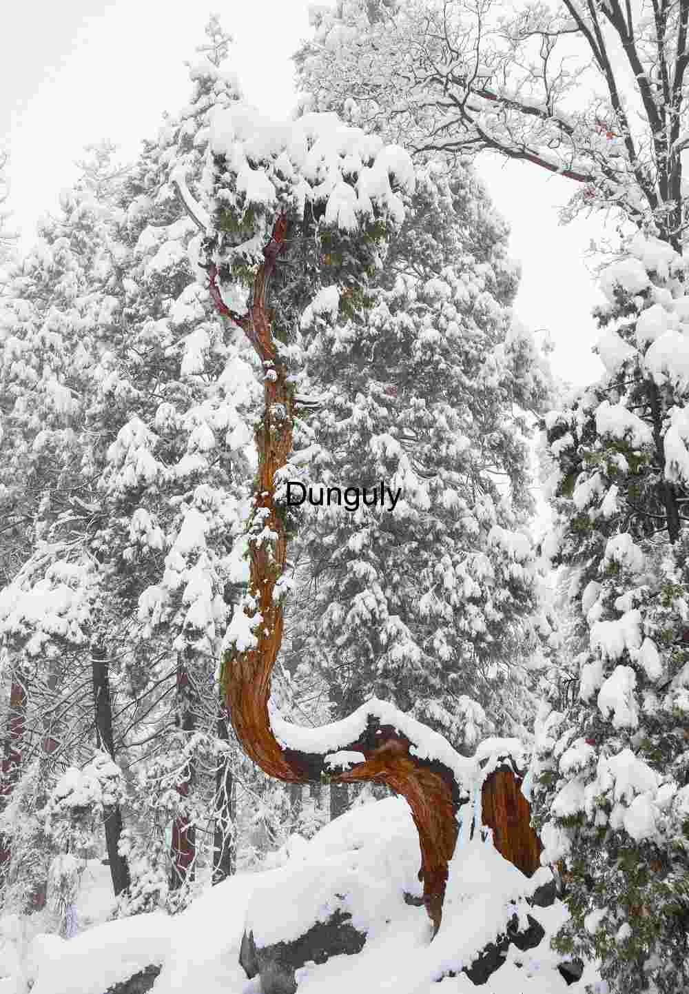 Corkscrew tree Twisted Tree in Snow-Laden Forest