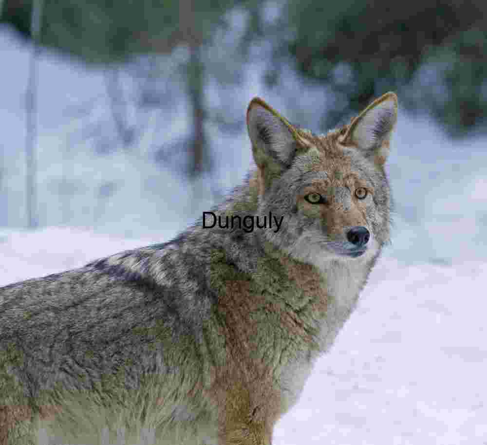Coyote in snow Intense Coyote Portrait in Winter Snow