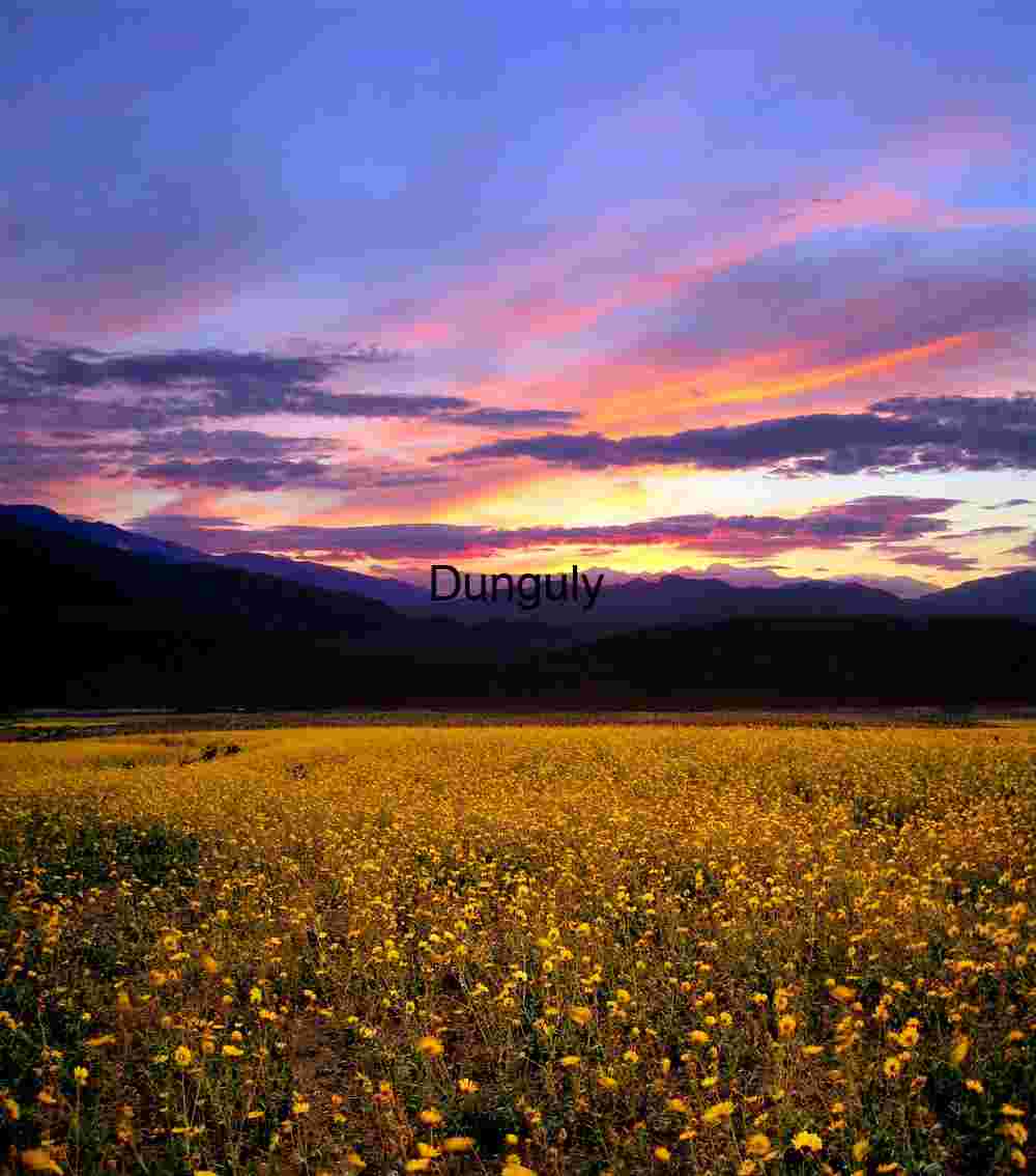 Death Valley flowers at Sunset Golden Bloom Under Painted Skies