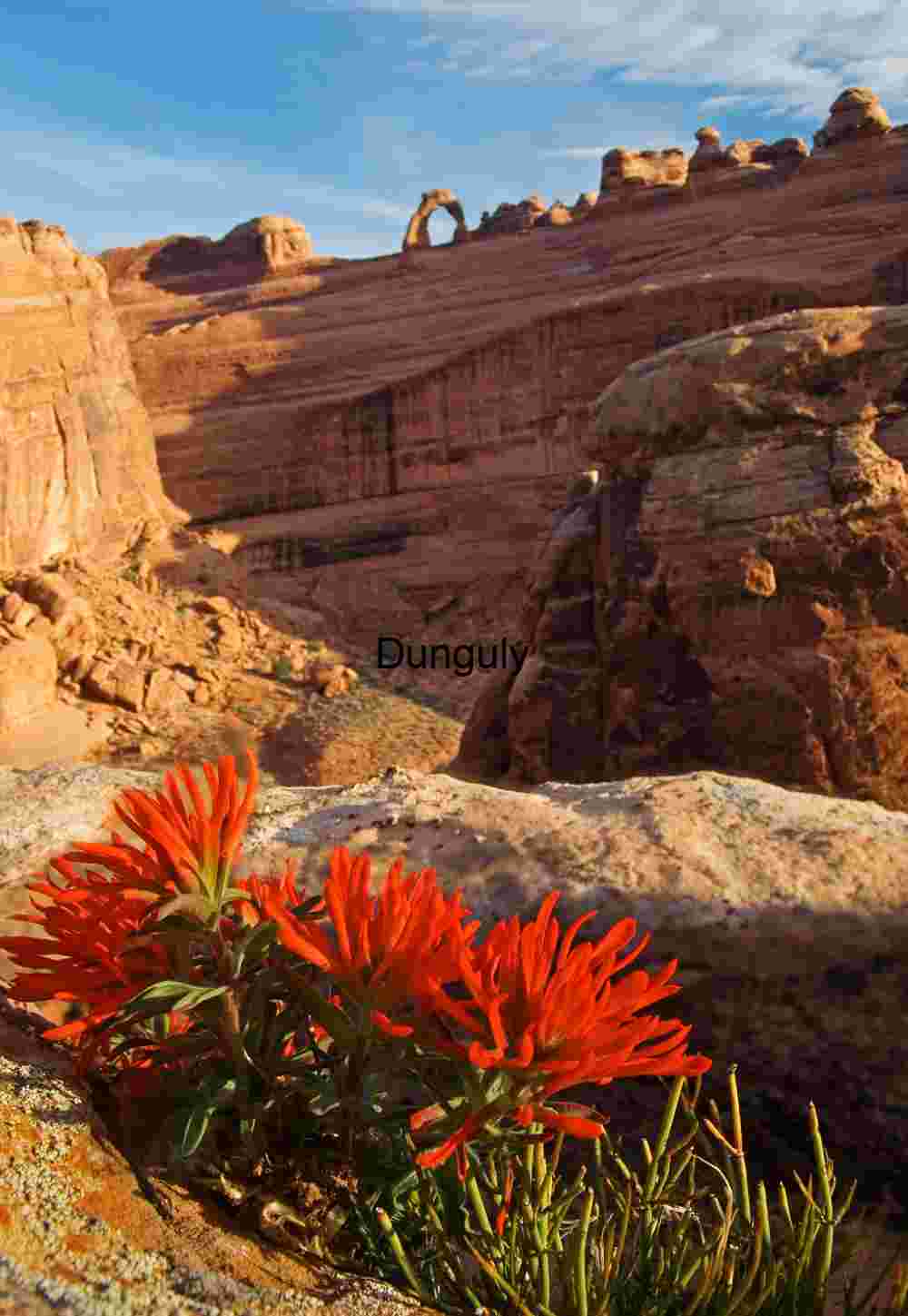 Delicate Arch, and indian, paintbrush Delicate Arch with Desert Wildflowers – Iconic Utah Landscape Photography for Editorial and Stock Licensing