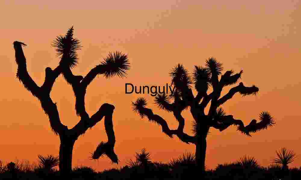Do the Hokey Pokey - Joshua trees before sunrise Twin Silhouettes: Joshua Trees Framed by Desert Dusk