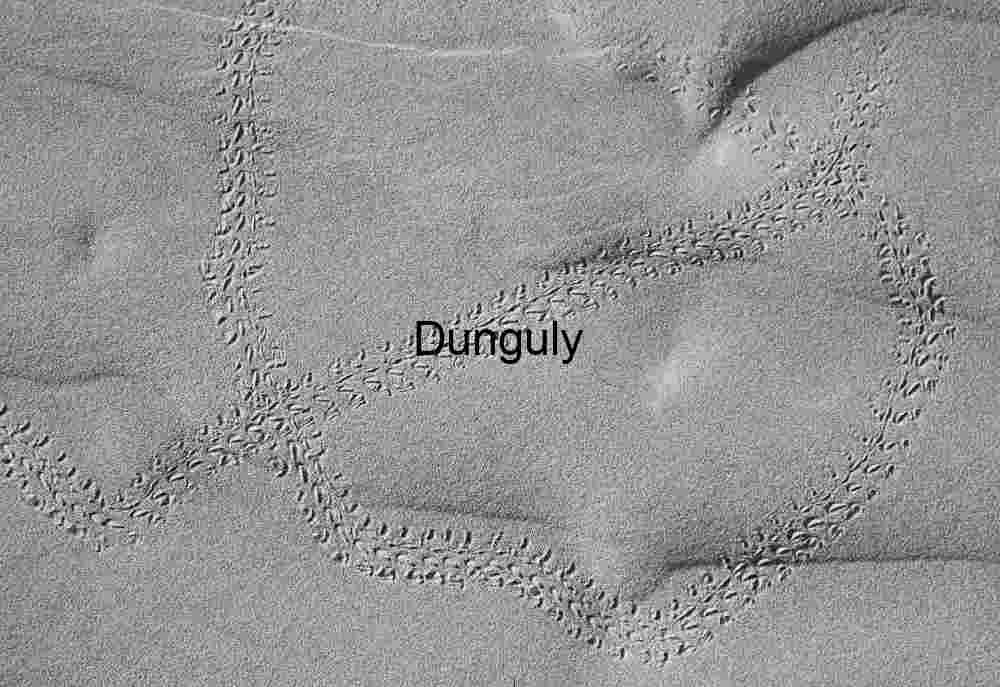 Dune tracks Footnotes in Sand: Traces of Avian Passage