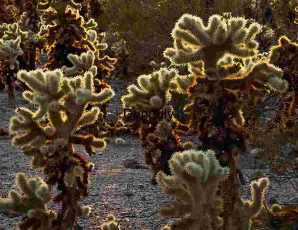 Edge-lit cholla - Cholla Garden, Joshua Tree Radiant Spines: Cholla Cacti Cluster in Desert Light