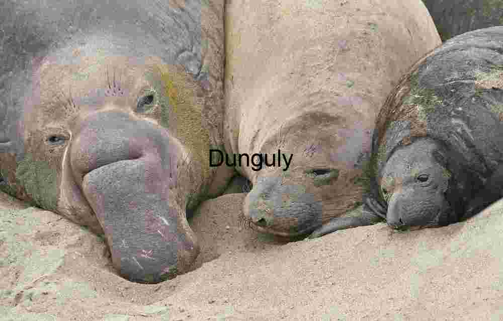 Elephant seal family - Piedras Blancas elephant seal beach Coastal Kinship: Elephant Seal Family at Rest