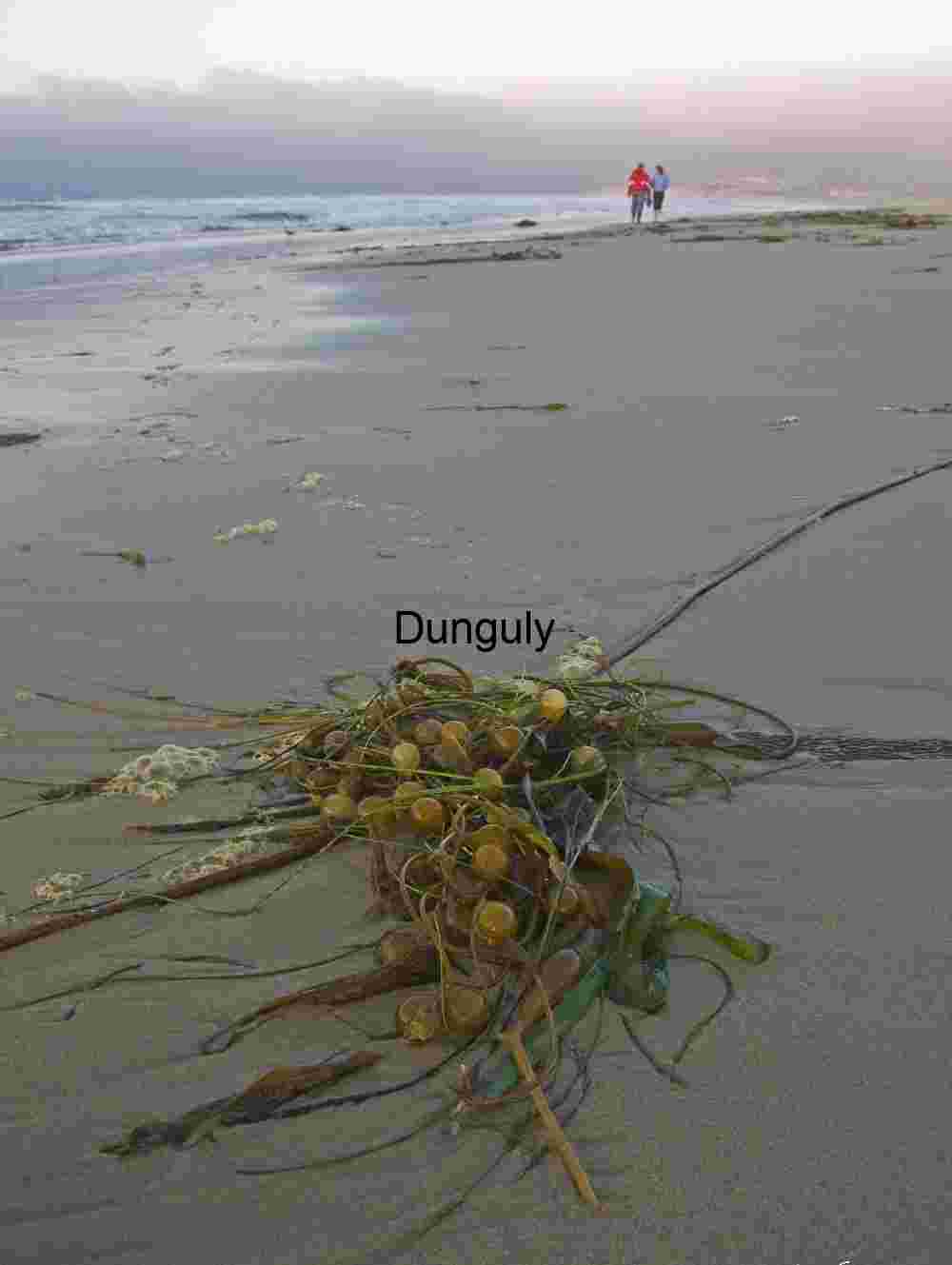 Evening beach stroll - Monterey Bay Kelp and Footsteps: Coastal Life in Motion