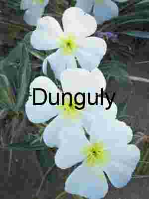Evening Primrose Blossoms in Sandy Desert Habitat