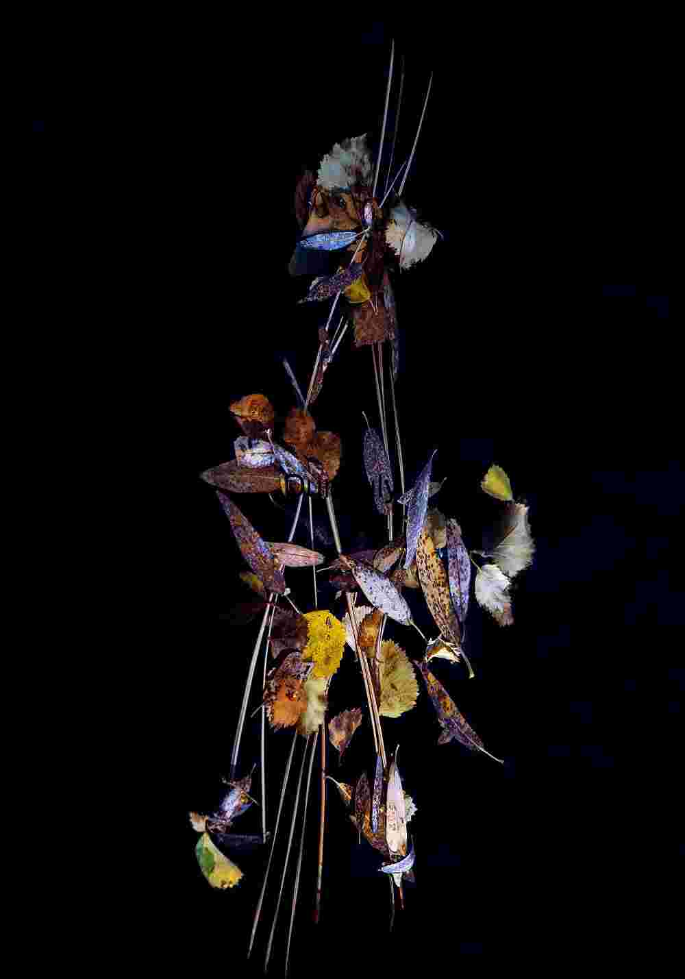 Fallen leaves on frozen pond #1; Eastern Sierras Dried Autumn Leaves and Twigs on Black – Organic Nature Composition