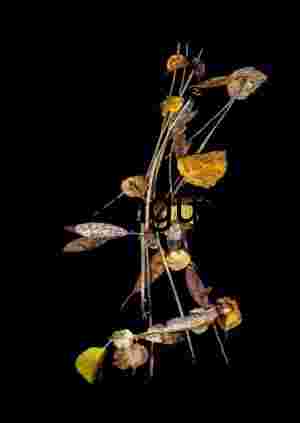Dried Autumn Leaves and Twigs on Black – Organic Nature Composition- Close