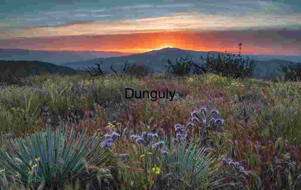 Fiddlenecks below a sunset over Caliente Mountain - Carrizo Plain National Monument Fiddlenecks and Wildflowers at Sunset over Caliente Mountain, Carrizo Plain