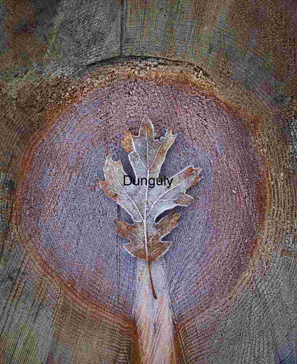 Frosted leaf, on felled tree, Frosted Oak Leaf: Focus on Tree Rings and Winter Texture