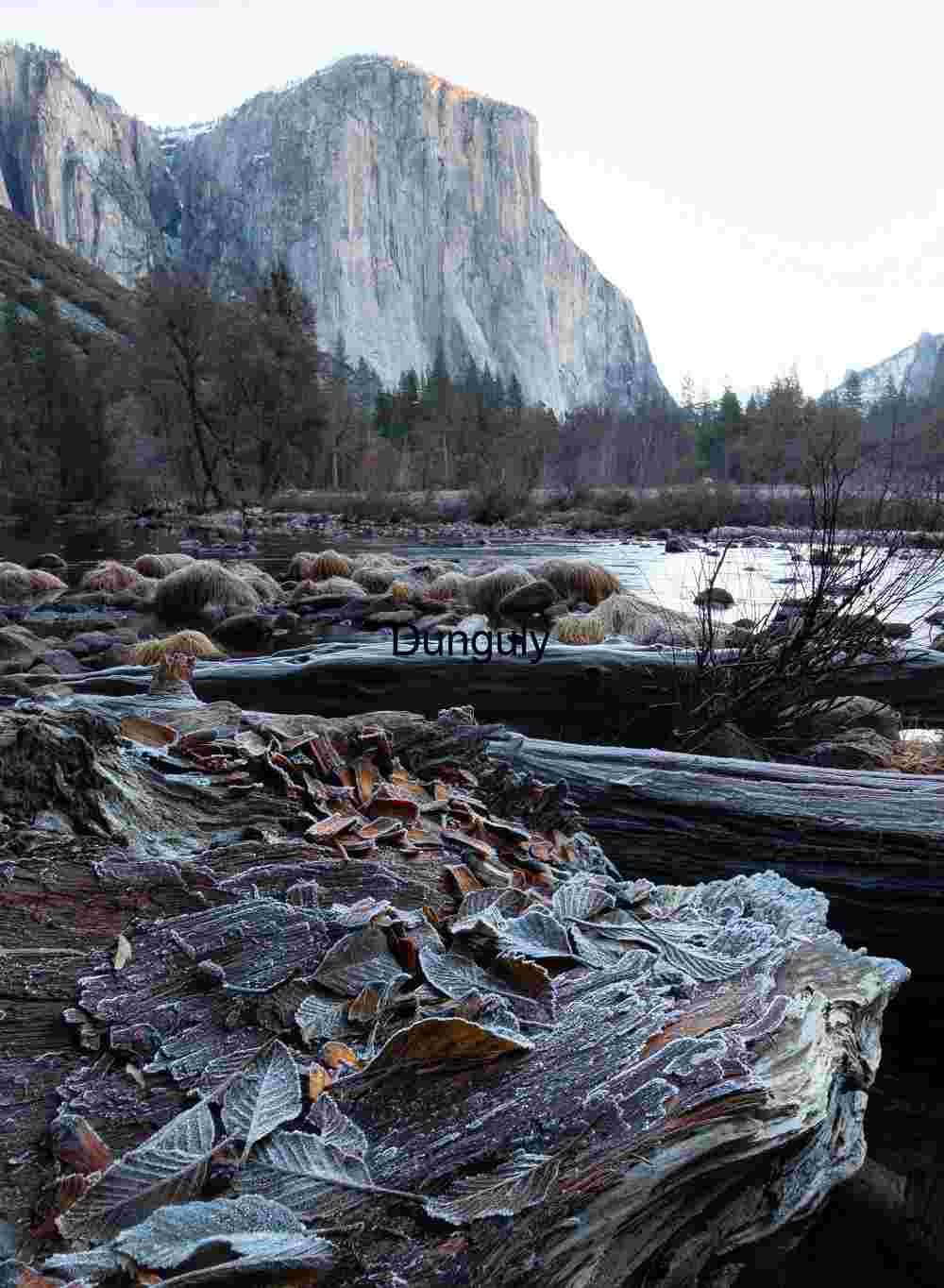 Gates, of the, Valley, view with, iced leaves, Winter Gates of the Valley: Frosted Wood and El Capitan