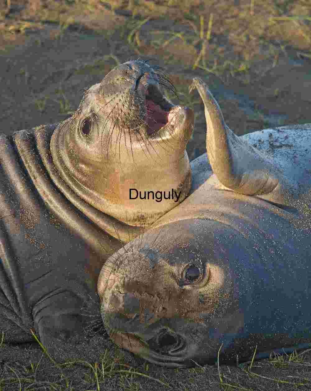 Get your flipper out of my face! - Elephant seals, Piedras Blancas Playful Pair: Young Elephant Seals on Coastal Sand