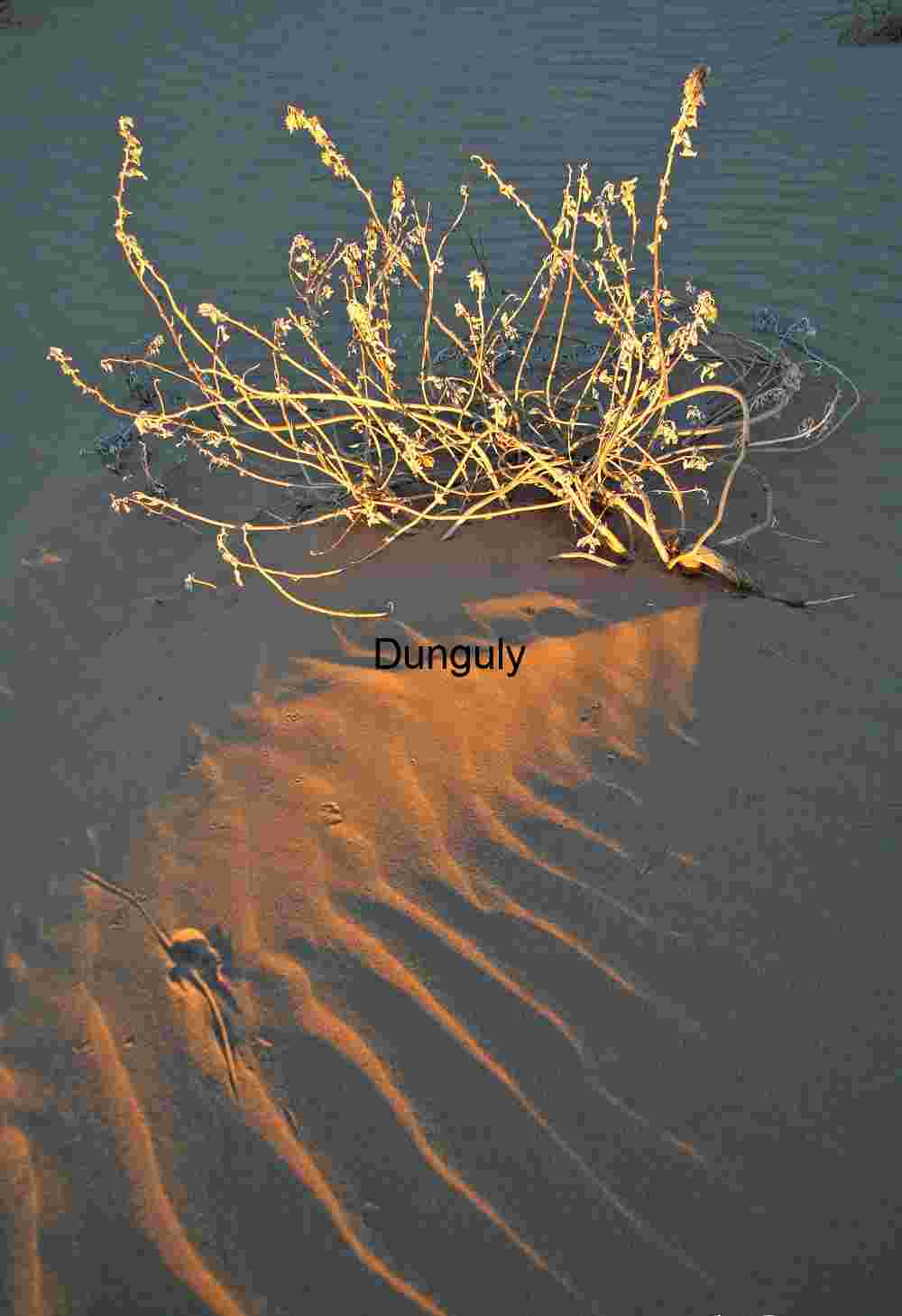 Glowing bush, natural sunlight Shadowroot: Desert Shrub in Golden Silence