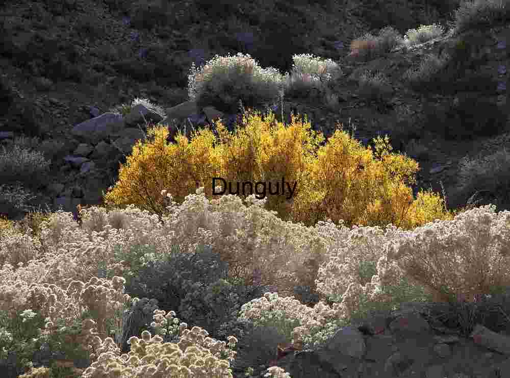 Golden cottonwoods in South Pass, Saline Valley, Caifornia Yellow Bushes and Shrubs in Arid Landscape