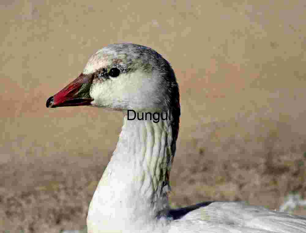 Goose Head Close‑Up Portrait of a White Goose with Red Beak
