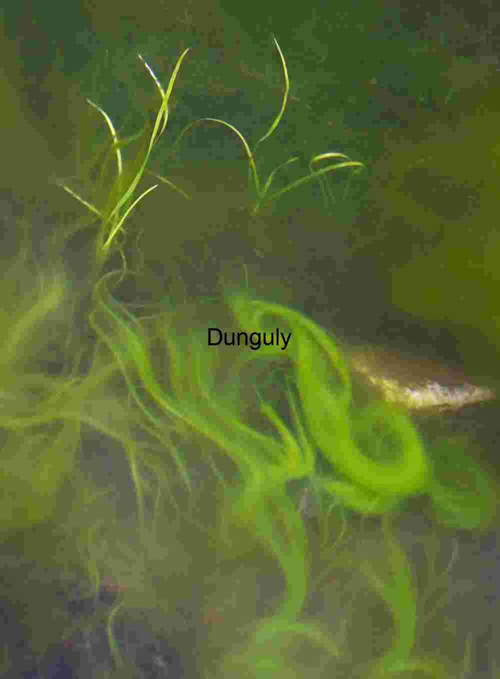 Green swirls - 49 Palms Oasis, Joshua Tree Submerged Motion: Swirling Algae and Aquatic Flora in Freshwater Depths