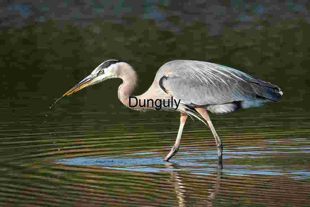 Heron with arc of droplets, after raising its beak Solitude Reflected: Heron in Golden Waters