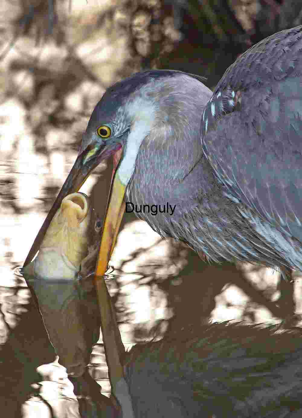 Heron with too-large fish#3 Nature’s Drama: Predator and Prey in Still Reflections