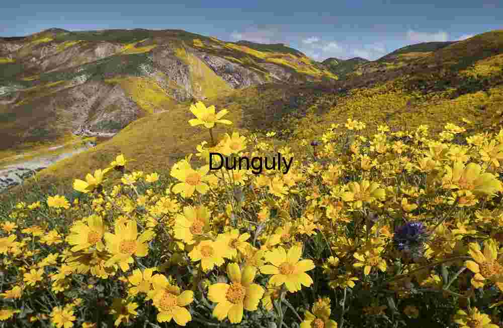 Hillside daisies - Temblor Range, Carrizo Plain National Monument Hillside Daisies in Bloom – Temblor Range, Carrizo Plain National Monument