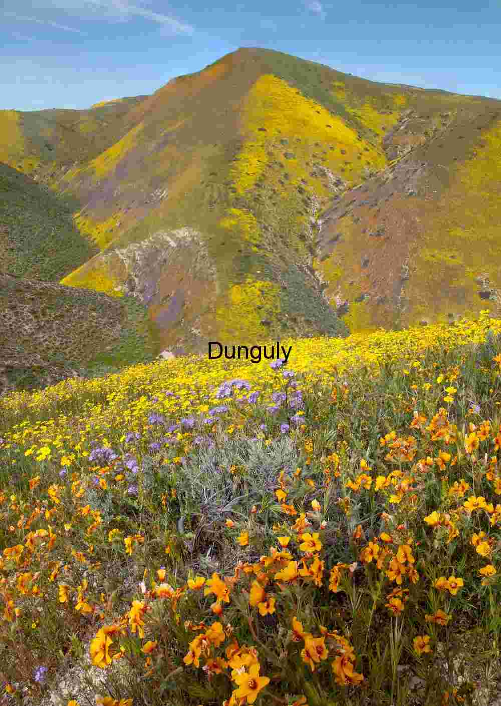 Hillside superbloom - Carrizo Plain Hillside Superbloom – Carrizo Plain