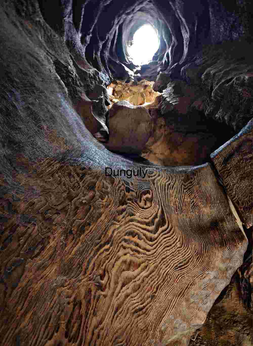 Inside a fallen sequoia tunnel- Kings Canyon Inside the Hollow: Light and Texture Within a Tree Trunk