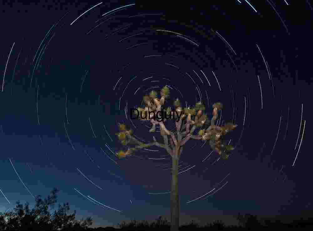 Joshua Tree star circle Orbiting Stillness: Star Trails Above a Desert Sentinel