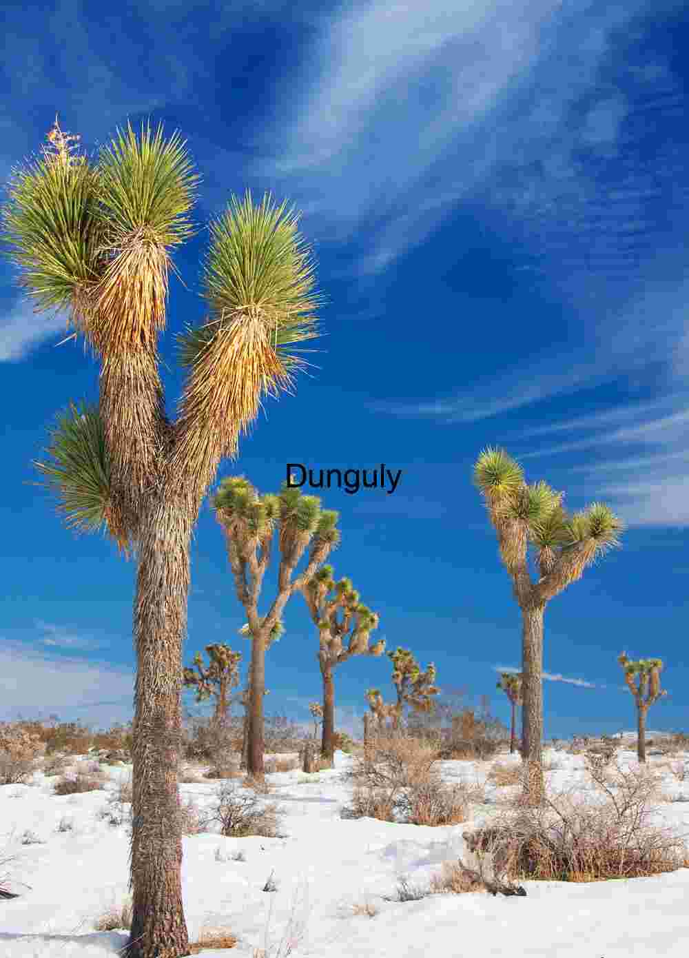 Joshua trees in snow - Joshua Tree N.P. Frozen Desert: Joshua Trees in a Snow-Covered Mojave Landscape