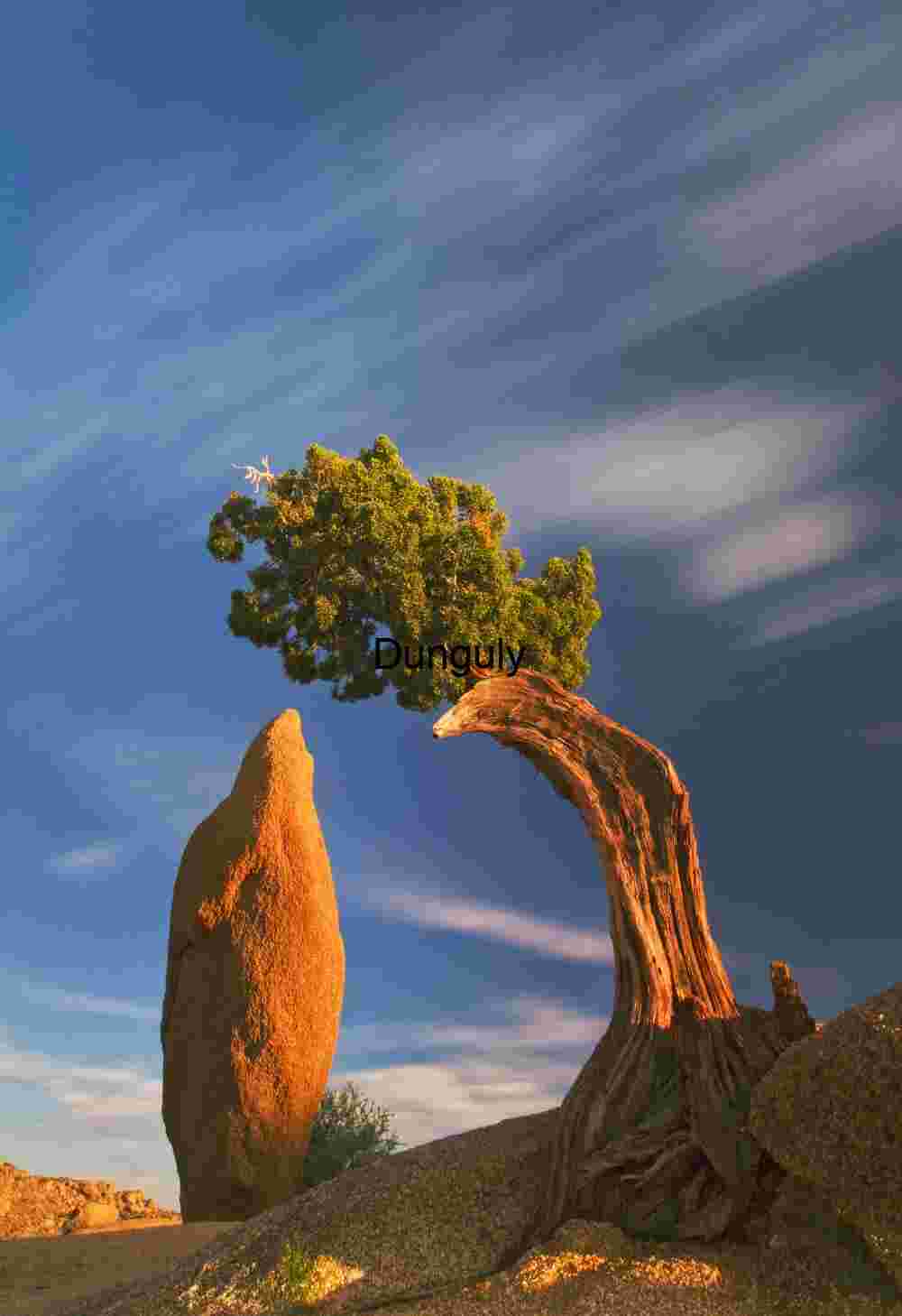 Juniper and monolith- Joshua Tree National Park Twist and Tower: Desert Tree and Monolith Under Moving Skies