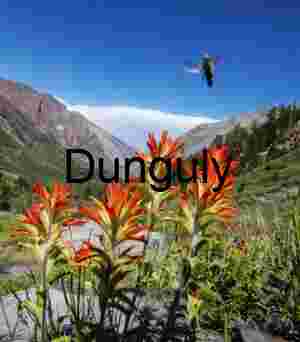 Brushstrokes of Summer: Indian Paintbrush in Alpine Bloom