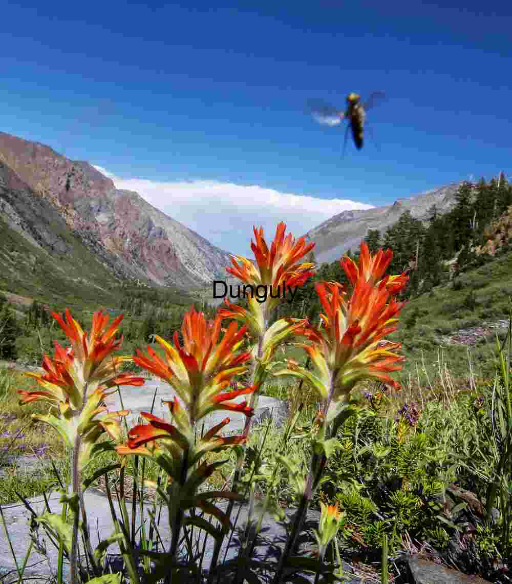 Lundy Canyon wildflowers and pollinator Brushstrokes of Summer: Indian Paintbrush in Alpine Bloom