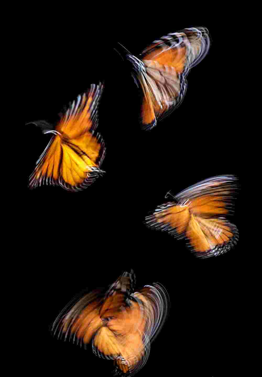 Monarch blurs - Pismo Beach Butterflies in Motion Against a Midnight Canvas