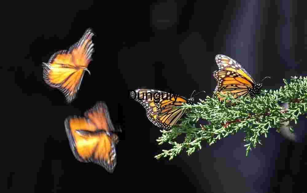 Monarch butterflies alighting on branch Monarch Ballet: Stillness and Flight in a Forest Frame