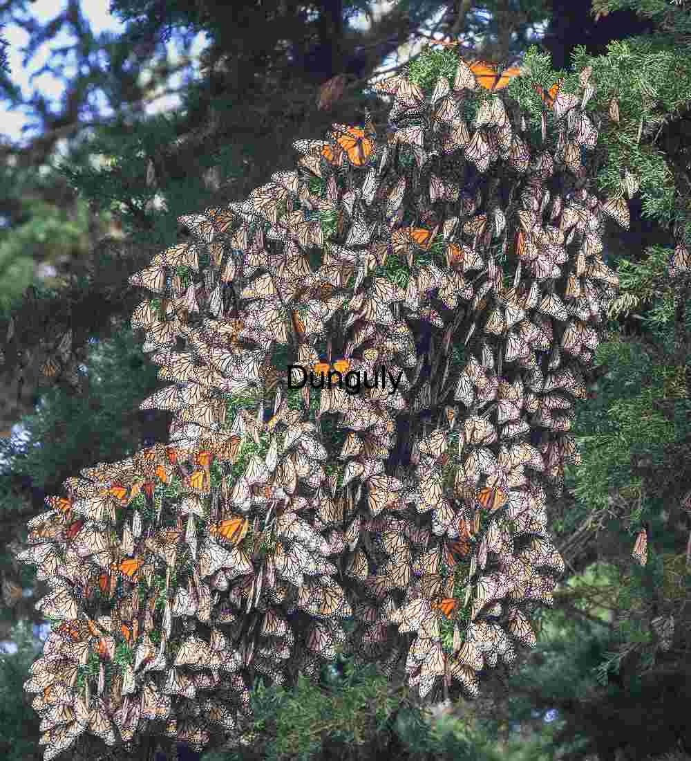 Monarch butterflies, mostly white side-up; Pismo Beach Monarch Butterfly Clustering During Migration on Evergreen Branches