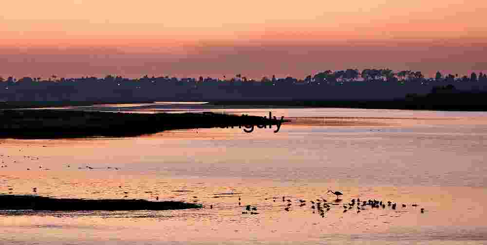 Newport Back Bay Twilight Gathering: Heron and Birds by the Sunset Riverbank