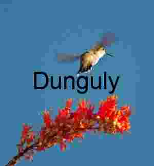 Hover and Bloom: Hummingbird in Flight Near Desert Blossoms