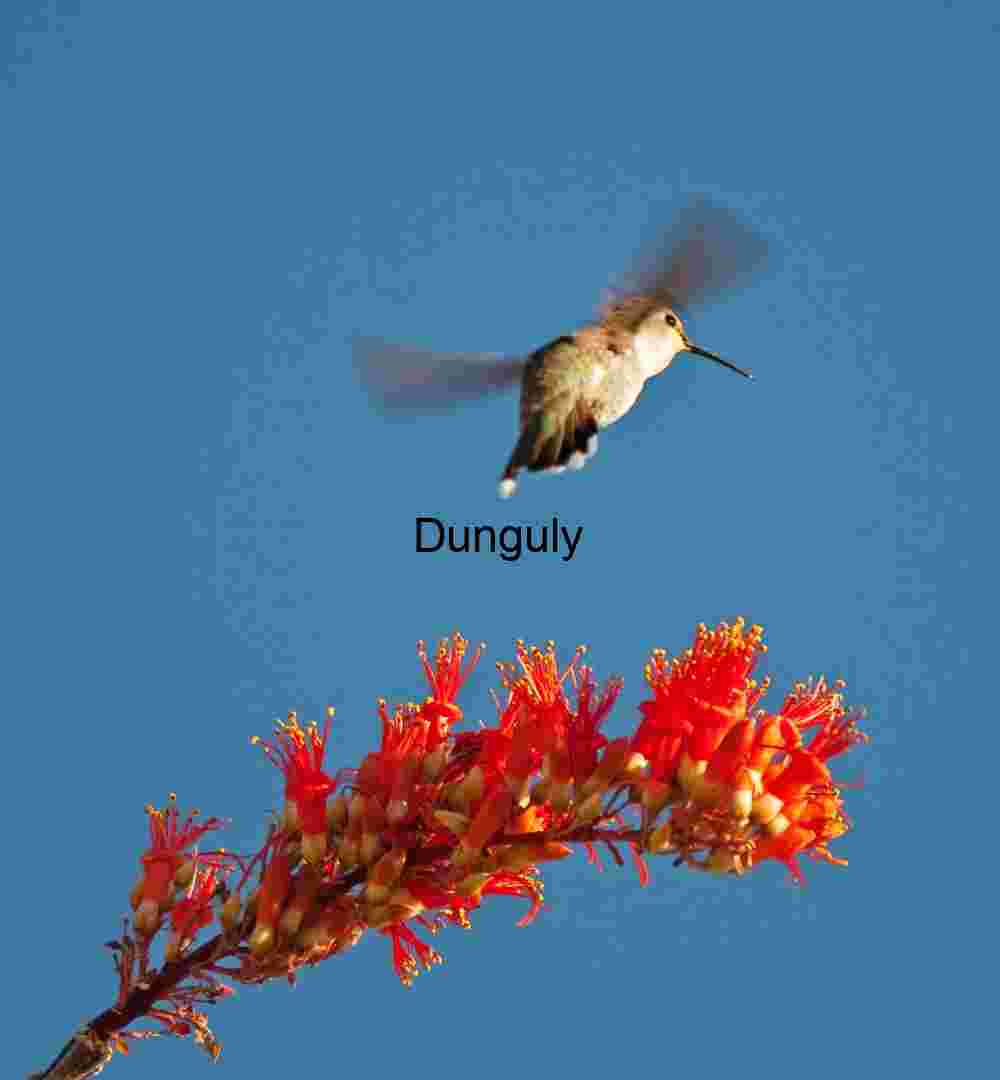 Ocotillo bloom and hummingbird#1- Joshua Tree Hover and Bloom: Hummingbird in Flight Near Desert Blossoms
