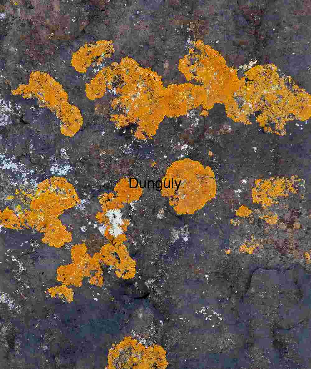 Orange lichen on black volcanic rocks Orange and Yellow Lichen on Dark Rock – Macro Nature Photography of Symbiotic Growth
