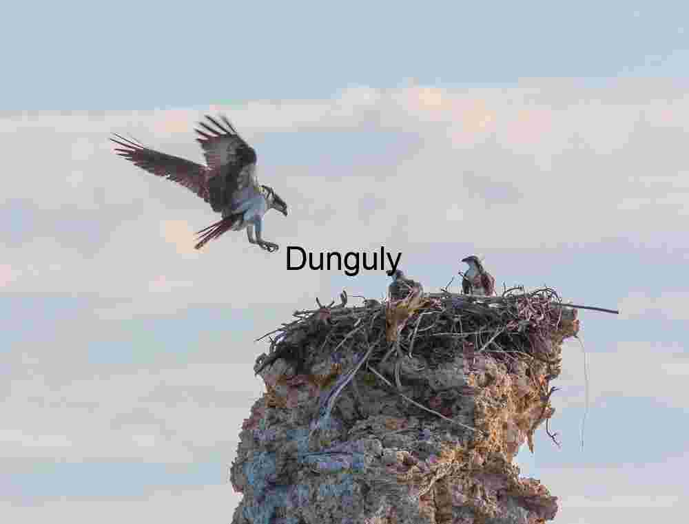 Osprey landing at nest on tufa tower; Mono Lake Return to the Nest: Osprey in Flight Over Rocky Heights