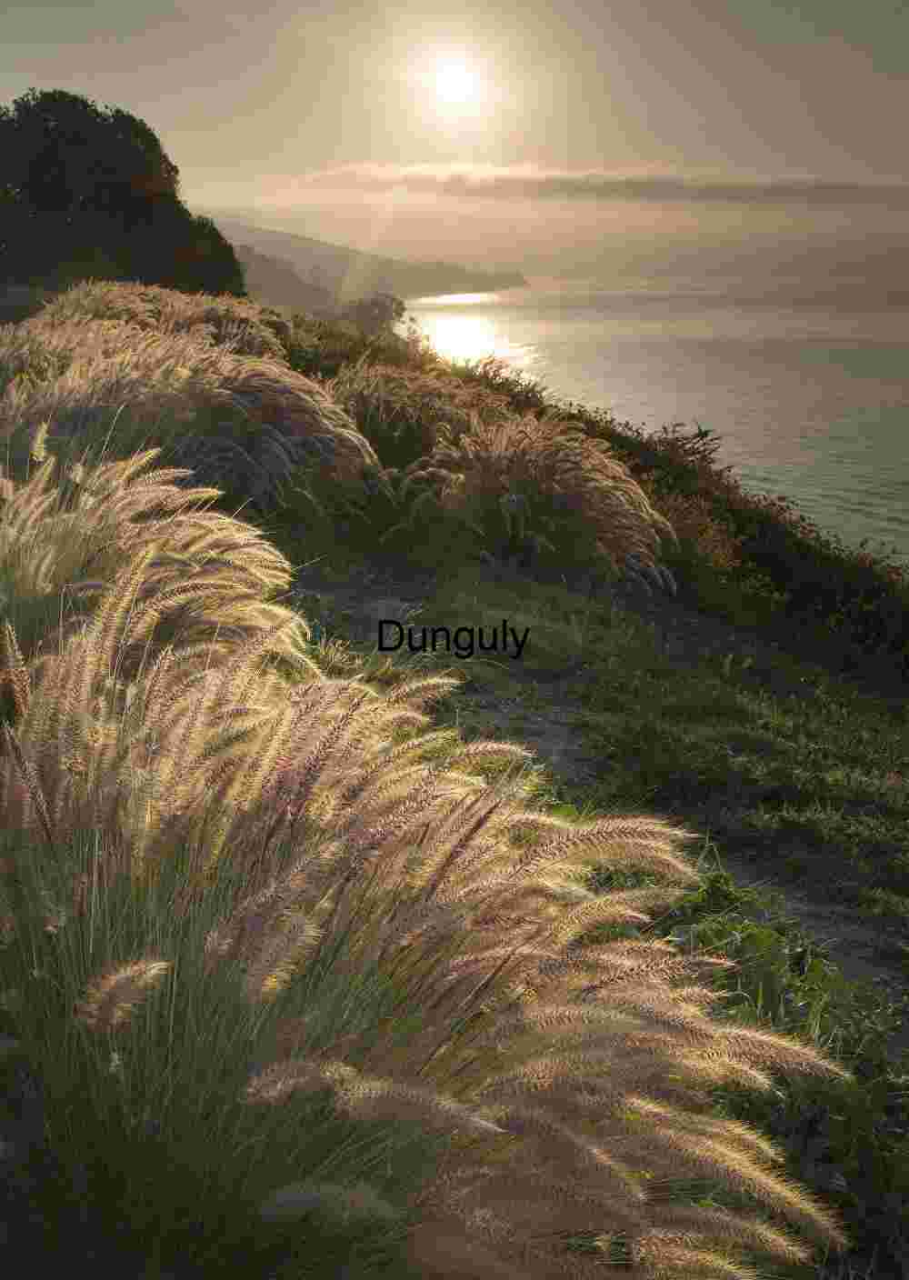 Pampas grass and foggy sunrise along the California coast Golden Passage: Coastal Grassland at Sunrise