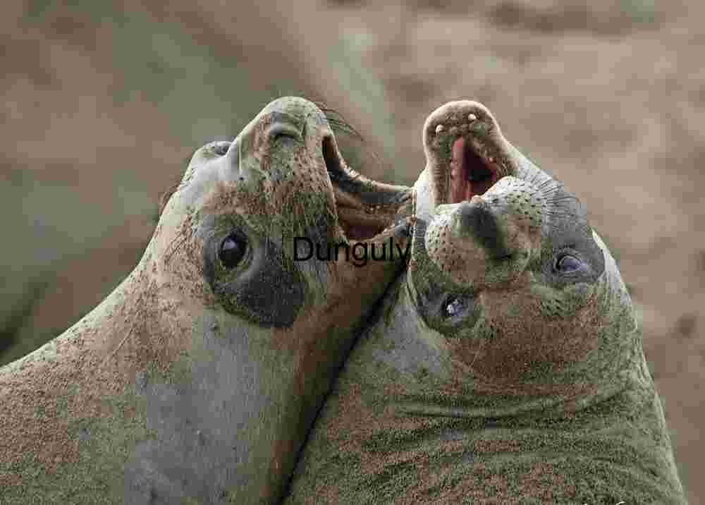 Play fight - Piedras Blancas elephant seal beach Clash of Voices: Elephant Seals in Coastal Display