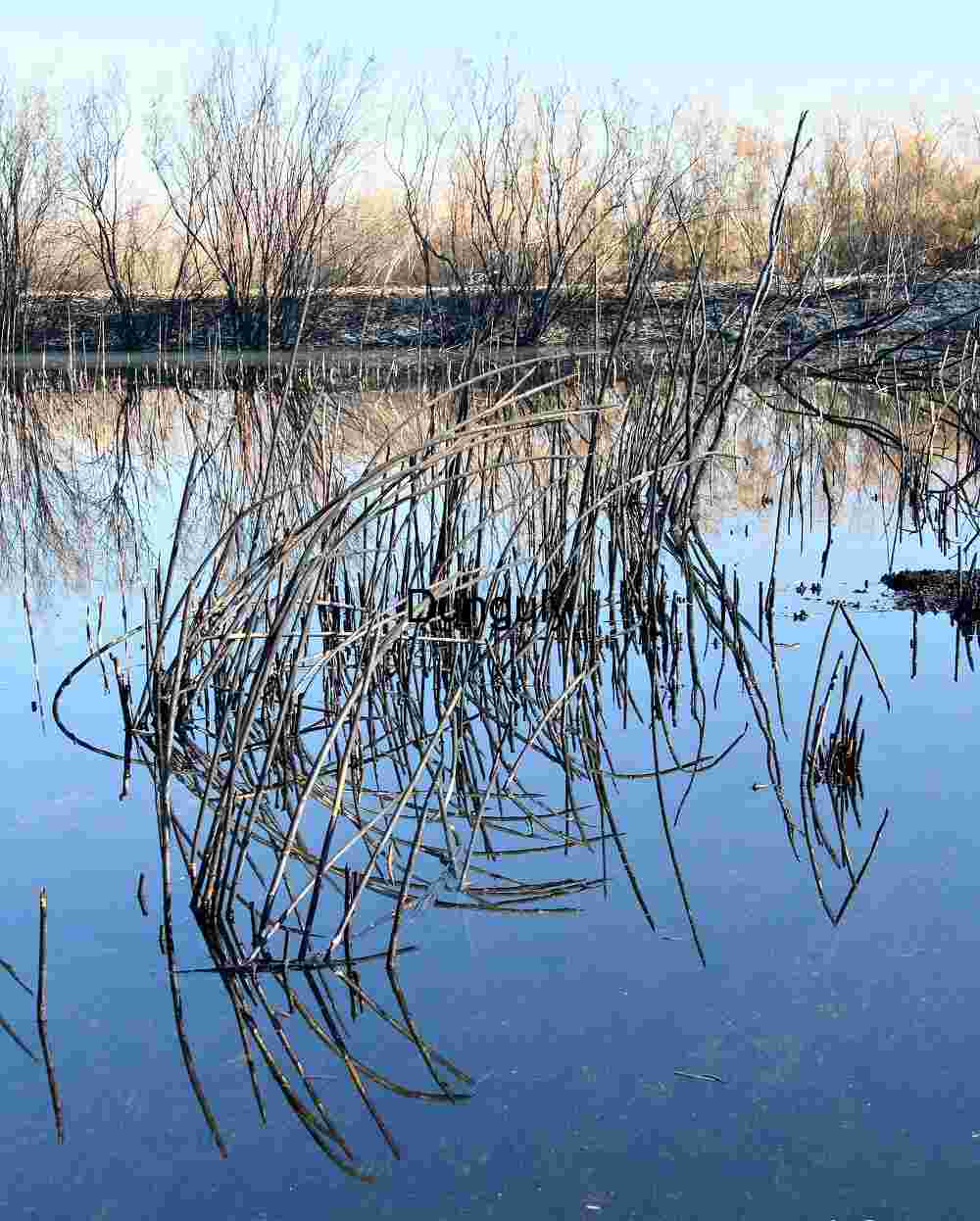 Pond in burn area Reflections of Bare Branches on Still Water