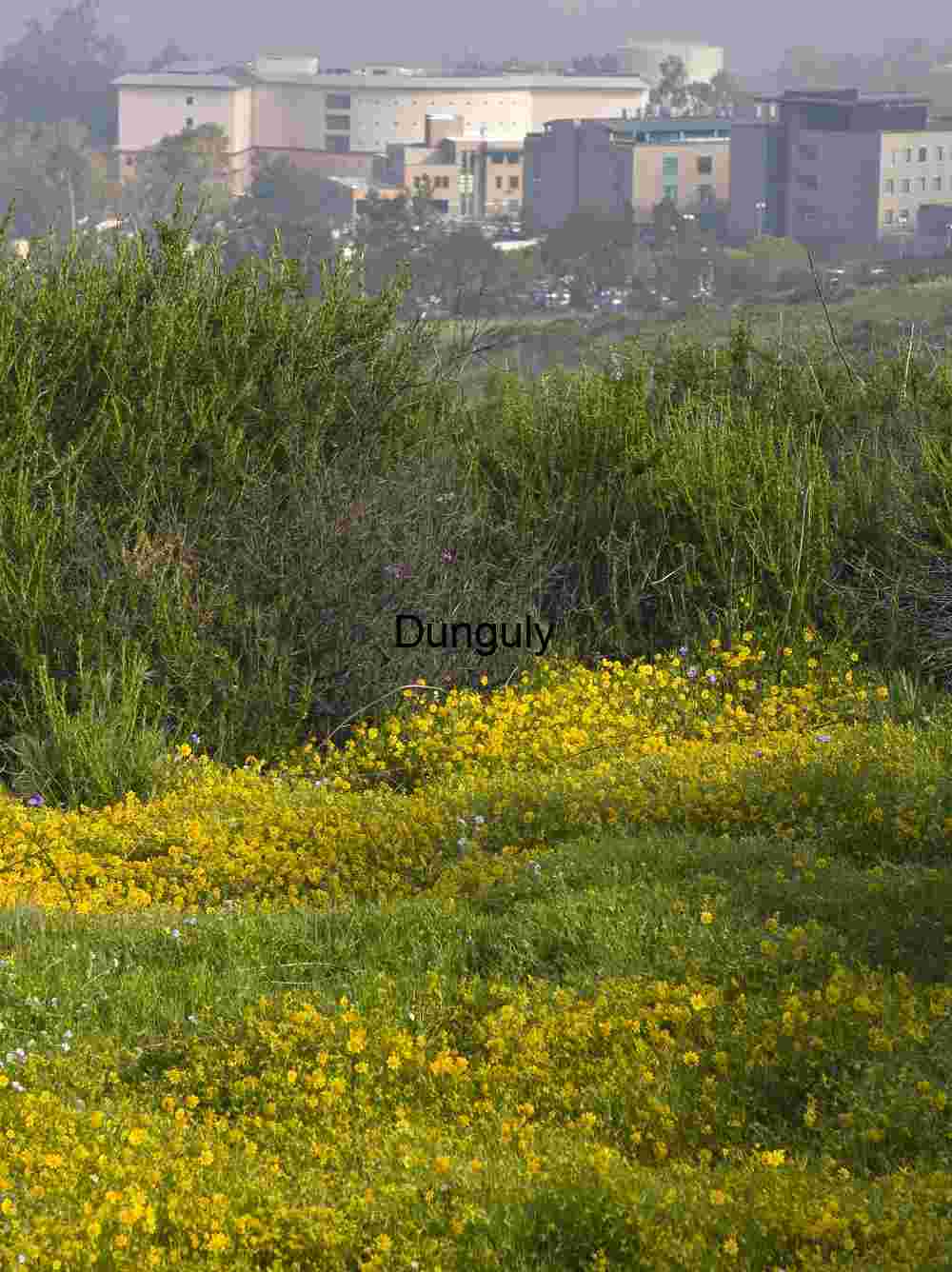 Science Library and spring wildflowers, UCI Wildflower Field with Modern Buildings in the Distance