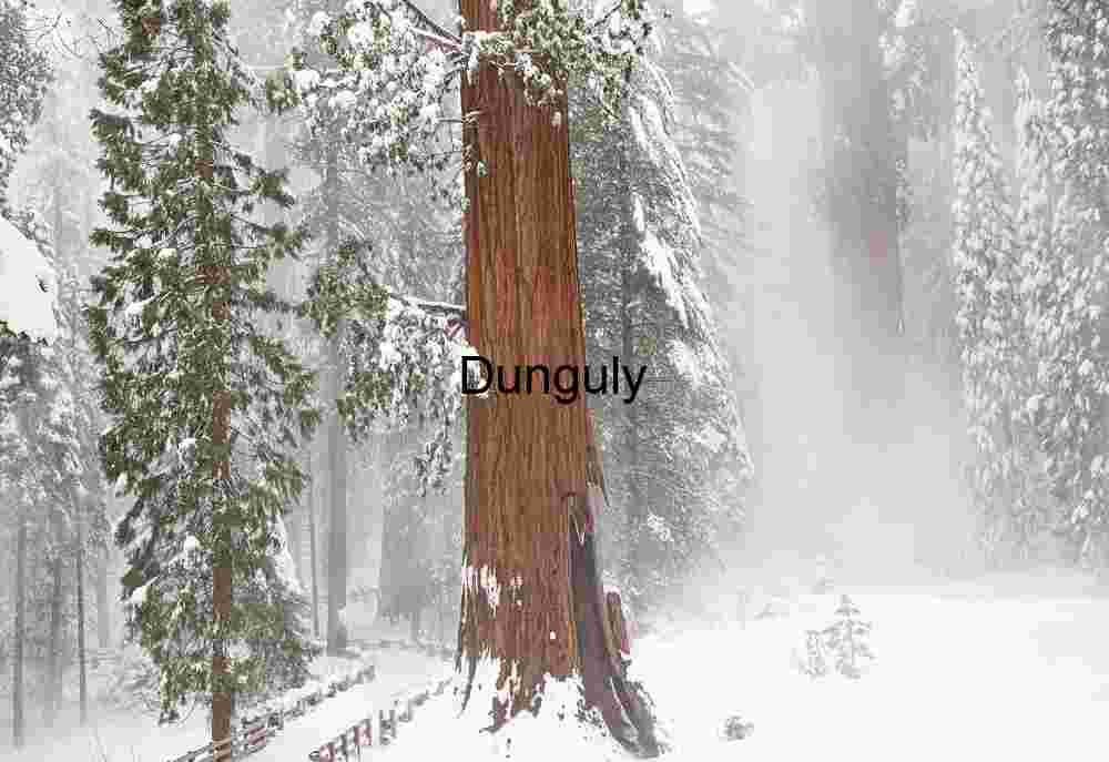 Sequoia and falling snow haze- Sequoia National Park Snowy Sequoia in Mist-Laden Forest Path