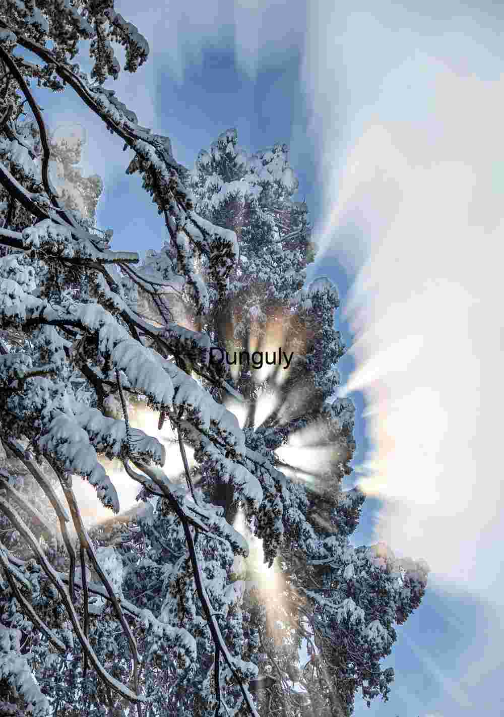 Sequoia sunstar- Kings Canyon N.P. Radiant Winter Tree with Sunburst and Snowfall