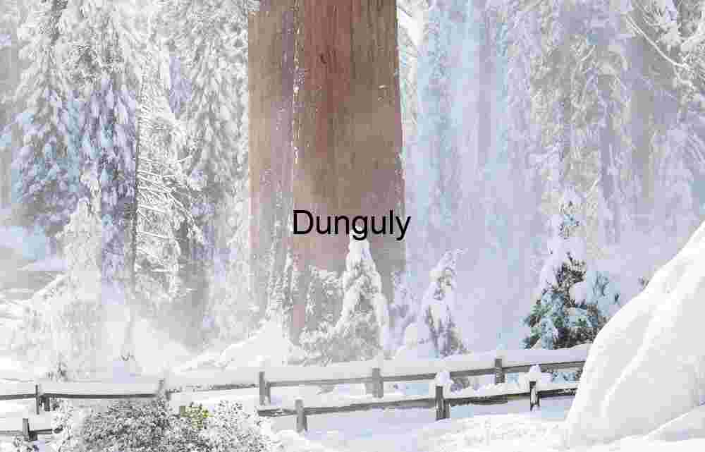 Sequoia trunks in blowing snow Snowfall and Stillness: Giant Sequoia in Winter Forest