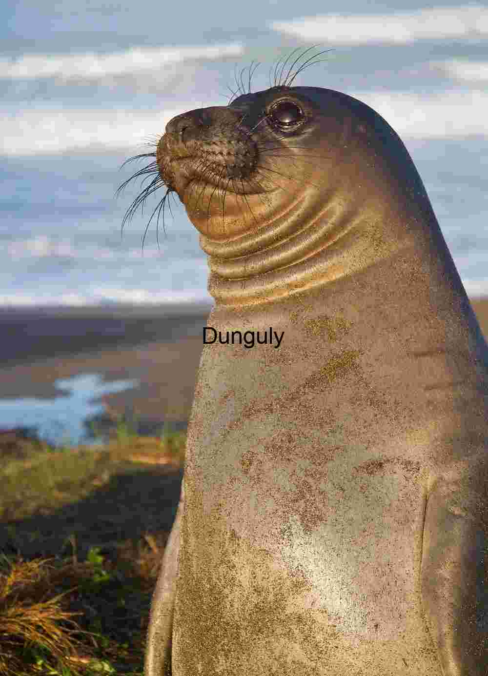 Standing tall - Elephant seal, Piedras Blancas Sentinel of the Shore: Elephant Seal in Coastal Stillness