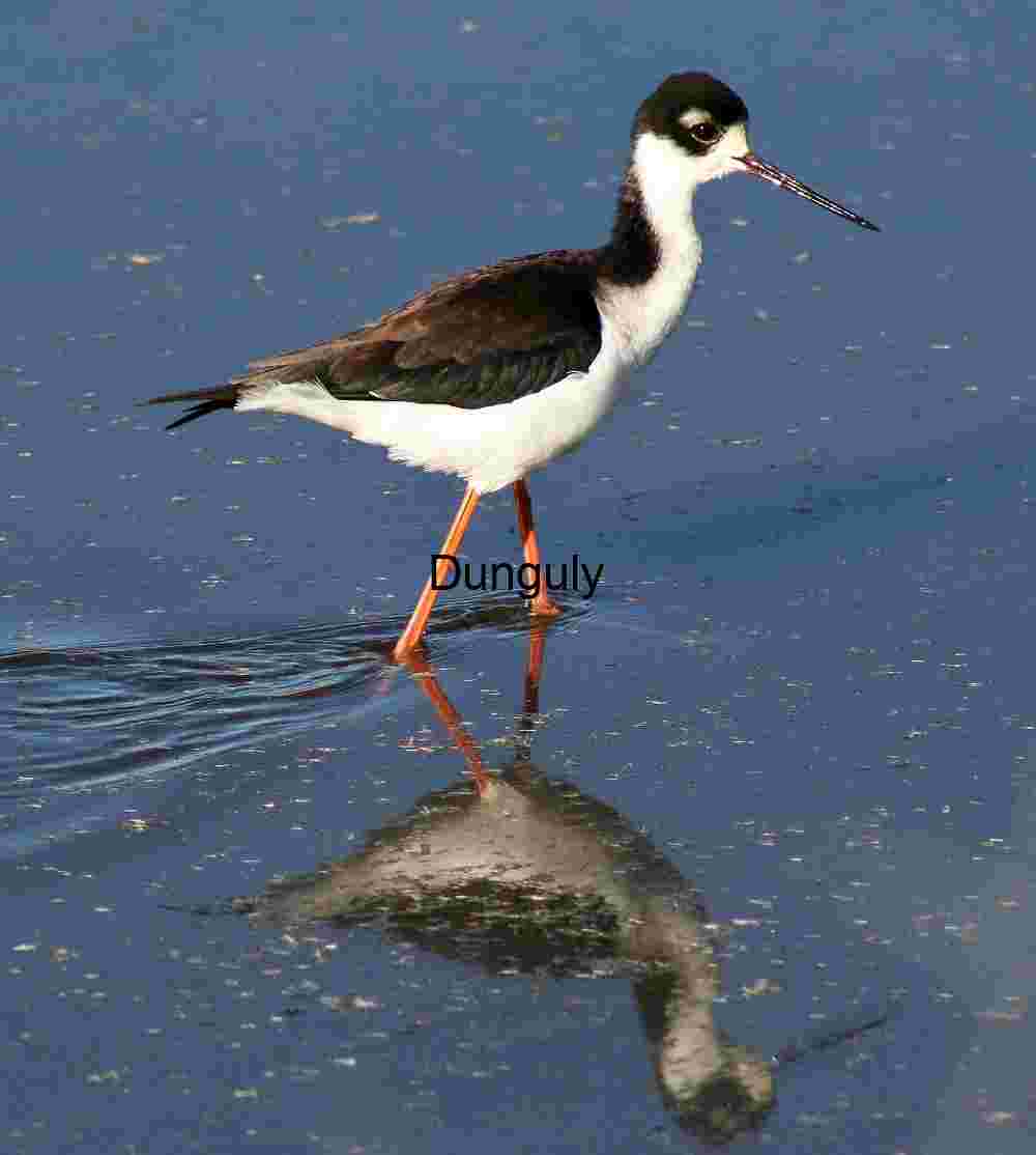 Stilt, Sonny Bono Wildlife Reserve Black‑necked Stilt in Shallow Water with Mirror Reflection