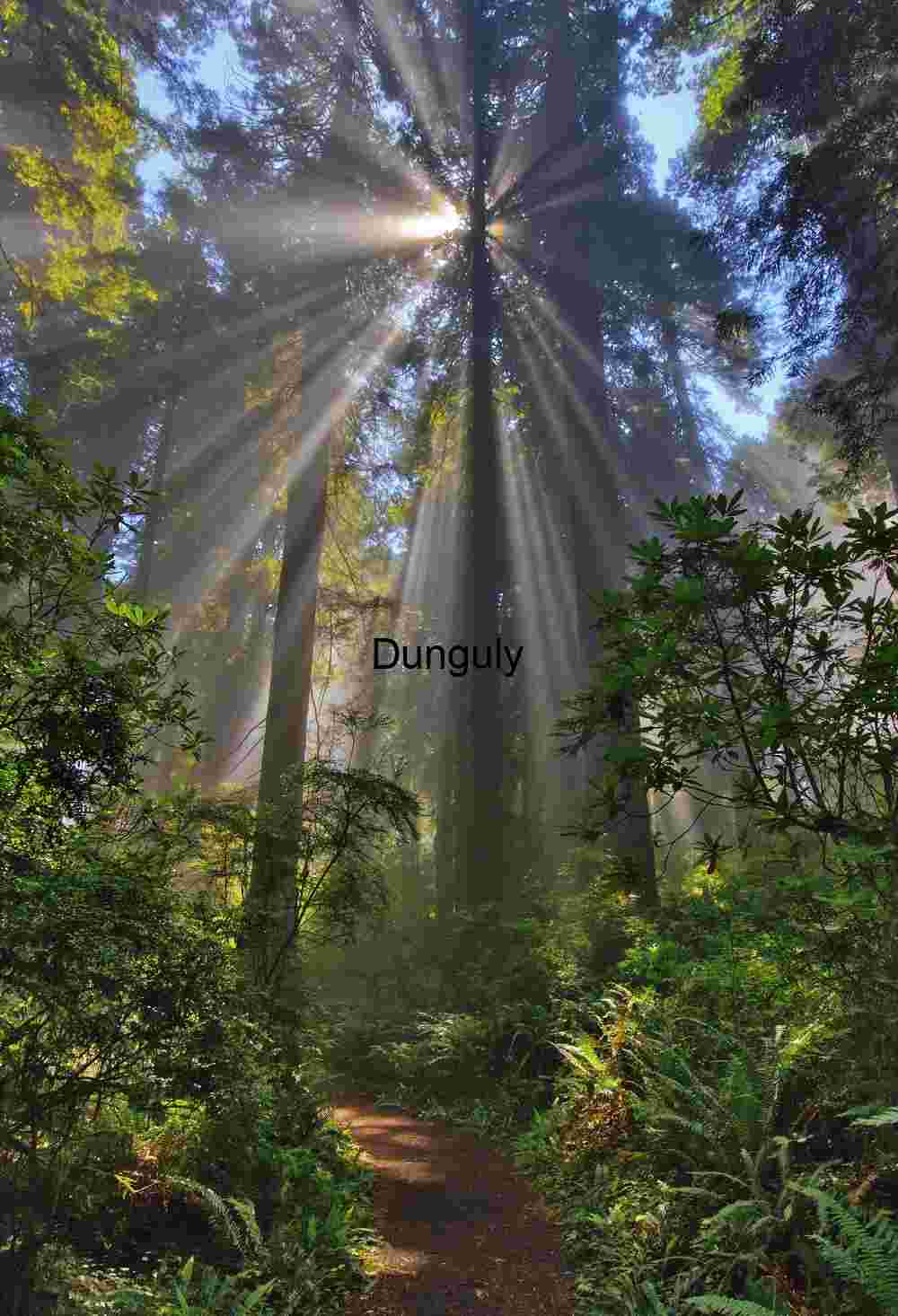 Sunshaft explosion , #1, Redwoods State Park, CA Dawn Rays Illuminating Towering Redwoods