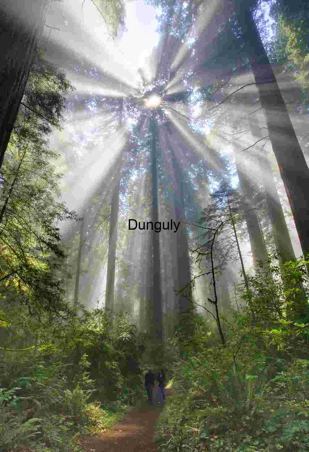 Sunshaft explosion, #2, Redwoods State Park, CA Golden Hue Breaking Through Ancient Redwood Forest