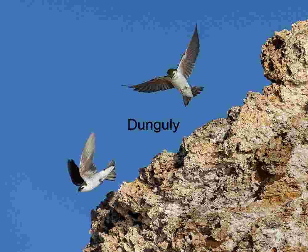 Swifts among the tufa towers; Mono Lake Winged Dialogue: Swallows Dancing by the Cliff